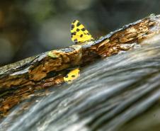 Feriado prolongado: Unidades de Conservação permitem folga perto da natureza