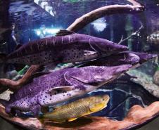 Novo atrativo: Foz do Iguaçu ganha um dos maiores aquários da América do Sul