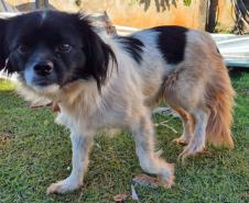 Rede de manejo que atua em desastres amparou 2,3 mil animais em Rio Bonito do Iguaçu