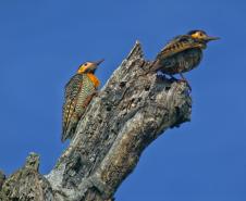 IAT divulga selecionados para novo ciclo do Programa de Conversão de Multas