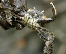 Captura do caranguejo-uçá começa no dia 1º; IAT reforça regras e fiscalização