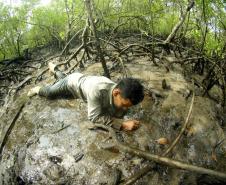 Captura do caranguejo-uçá começa no dia 1º; IAT reforça regras e fiscalização