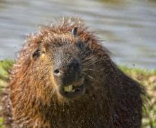 IAT assina convênio com a Prefeitura de Curitiba e amplia atendimento à fauna silvestre