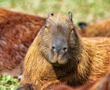 IAT assina convênio com a Prefeitura de Curitiba e amplia atendimento à fauna silvestre