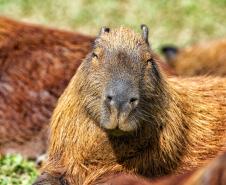 IAT orienta a população sobre os cuidados com animais silvestres nas estradas