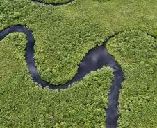 Com tecnologia e fiscalização, Paraná reduz desmatamento de maneira consistente