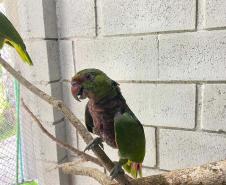 IAT reforça pronto atendimento à fauna silvestre do Litoral para a temporada de verão