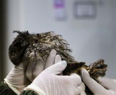 IAT reforça pronto atendimento à fauna silvestre do Litoral para a temporada de verão