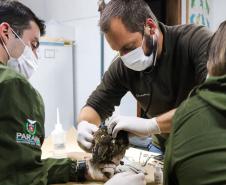 IAT reforça pronto atendimento à fauna silvestre do Litoral para a temporada de verão