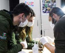 IAT reforça pronto atendimento à fauna silvestre do Litoral para a temporada de verão