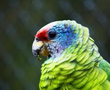 IAT reforça orientações sobre compra legal de animais silvestres; veja as regras