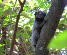 IAT orienta a população sobre os cuidados com animais silvestres nas estradas