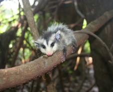 IAT orienta a população sobre os cuidados com animais silvestres nas estradas