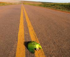 cuidados com animais silvestres nas estradas