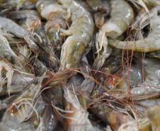 Período de defeso do camarão começa nesta quarta-feira (28) no Paraná e se estende até o dia 30 de abril. 