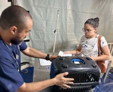 CastraPet Paraná: Estado reforça cuidados prévios para a esterilização de cães e gatos