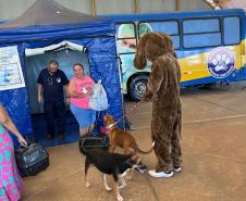 CastraPet Paraná: Estado reforça cuidados prévios para a esterilização de cães e gatos