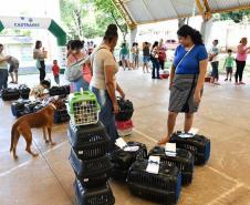 CastraPet Paraná: Estado reforça cuidados prévios para a esterilização de cães e gatos