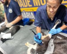 CastraPet Paraná: Estado reforça cuidados prévios para a esterilização de cães e gatos