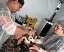 Estado retoma CastraPet em 42 municípios em janeiro