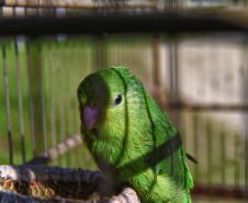 Técnicos do Instituto Água e Terra (IAT) fizeram a soltura de seis pássaros no Litoral do Paraná