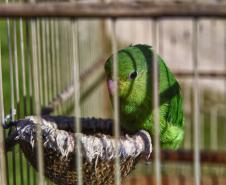 Técnicos do Instituto Água e Terra (IAT) fizeram a soltura de seis pássaros no Litoral do Paraná