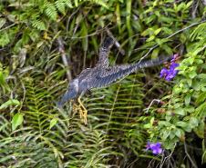 Técnicos do Instituto Água e Terra (IAT) fizeram a soltura de seis pássaros no Litoral do Paraná