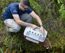 Técnicos do Instituto Água e Terra (IAT) fizeram a soltura de seis pássaros no Litoral do Paraná