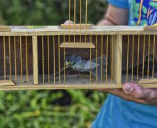 Técnicos do Instituto Água e Terra (IAT) fizeram a soltura de seis pássaros no Litoral do Paraná