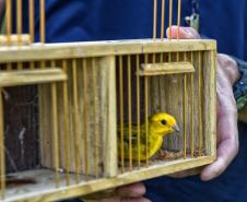 Técnicos do Instituto Água e Terra (IAT) fizeram a soltura de seis pássaros no Litoral do Paraná