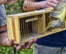 Técnicos do Instituto Água e Terra (IAT) fizeram a soltura de seis pássaros no Litoral do Paraná