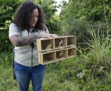 Técnicos do Instituto Água e Terra (IAT) fizeram a soltura de seis pássaros no Litoral do Paraná
