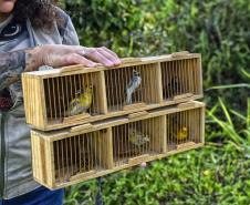 Técnicos do Instituto Água e Terra (IAT) fizeram a soltura de seis pássaros no Litoral do Paraná