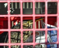 Técnicos do Instituto Água e Terra (IAT) fizeram a soltura de seis pássaros no Litoral do Paraná