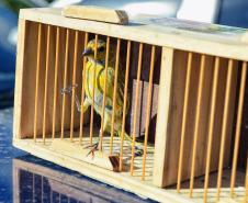 Técnicos do Instituto Água e Terra (IAT) fizeram a soltura de seis pássaros no Litoral do Paraná
