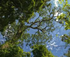 Paraná conta com 78 mil “Maracanãs” de área protegida por Reservas Particulares do Patrimônio Natural 