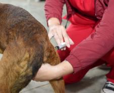 CastraPet leva saúde e bem-estar a cães e gatos da Região Metropolitana de Curitiba