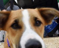 CastraPet leva saúde e bem-estar a cães e gatos da Região Metropolitana de Curitiba