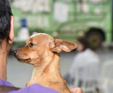 CastraPet leva saúde e bem-estar a cães e gatos da Região Metropolitana de Curitiba
