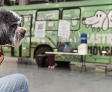 CastraPet leva saúde e bem-estar a cães e gatos da Região Metropolitana de Curitiba