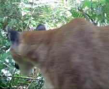 IAT registra pela primeira vez uma onça-parda em mata do Parque Estadual Rio Guarani