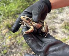 Monitoramento ambiental garante requalificação eficiente da orla de Pontal do Paraná