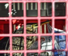 Governo do Estado registrou 6.025 atendimentos à fauna silvestre em 2025, um aumento de 61% em relação ao ano anterior.