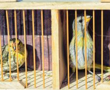 Governo do Estado registrou 6.025 atendimentos à fauna silvestre em 2025, um aumento de 61% em relação ao ano anterior.