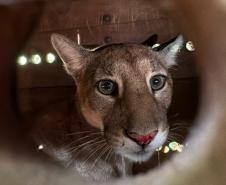 Dois dias depois do resgate, onça-parda retorna à natureza na região de Maringá