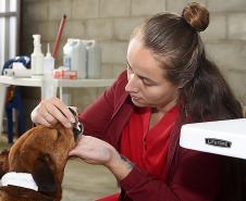 Programa CastraPet Paraná vai beneficiar mais de 8 mil cães e gatos em abril