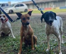 Paraná abre processo seletivo para participação de OSCs no Conselho de Direitos Animais