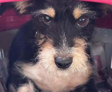 Paraná abre processo seletivo para participação de OSCs no Conselho de Direitos Animais