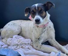 Paraná abre processo seletivo para participação de OSCs no Conselho de Direitos Animais