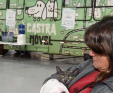 Estado amplia vagas de castração de gatos para combater a esporotricose